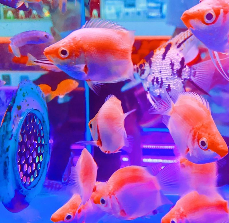 上城水族店【上城水族店哪家服務最好】 上城水族店【上城水族店哪家服務最好】 全國水族館企業名錄 第1張