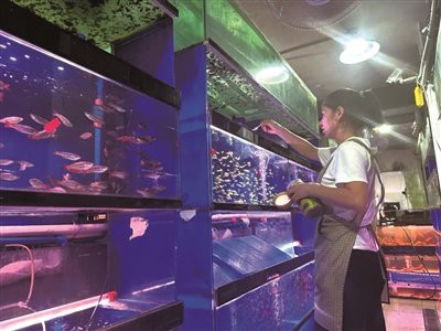 上城水族店【上城水族店哪家服務最好】 上城水族店【上城水族店哪家服務最好】 全國水族館企業名錄 第3張