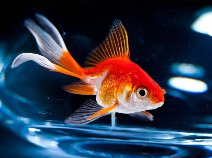 魚死了如何進(jìn)行凈化儀式？【風(fēng)水魚死亡后的正確處理方式及注意事項(xiàng)及注意事項(xiàng)】