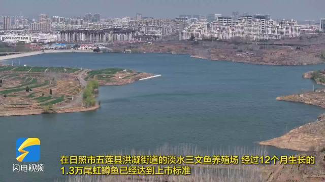 五蓮龍魚店【五蓮縣淡水三文魚上市產銷兩旺新浪·財經頭條】