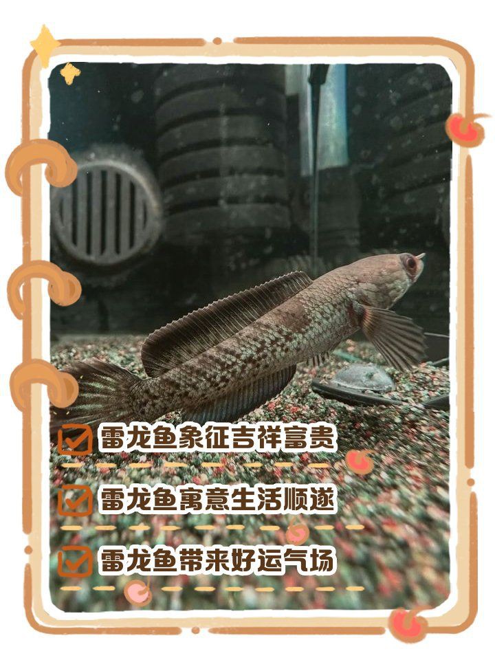 雷龍魚是風(fēng)水魚嗎【養(yǎng)雷龍魚真的能招財嗎】