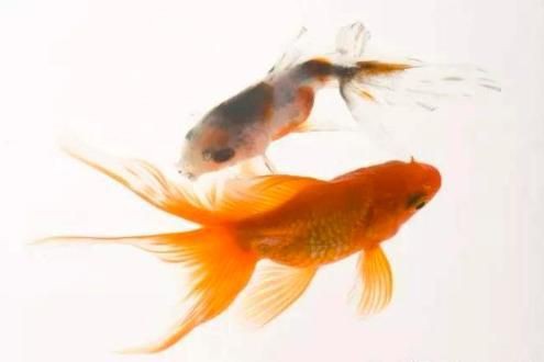 雷龍魚是風水魚嗎【養雷龍魚真的能招財嗎】