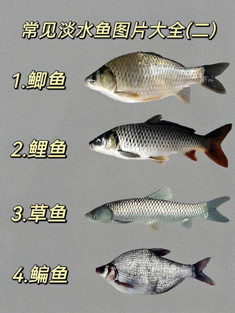 淡水魚種類大全圖片【《淡水魚種類大全圖片》全面展示豐富多樣的淡水魚類資源】