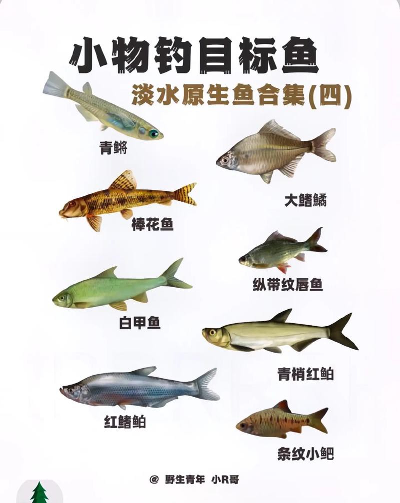 淡水魚種類大全圖片【《淡水魚種類大全圖片》全面展示豐富多樣的淡水魚類資源】