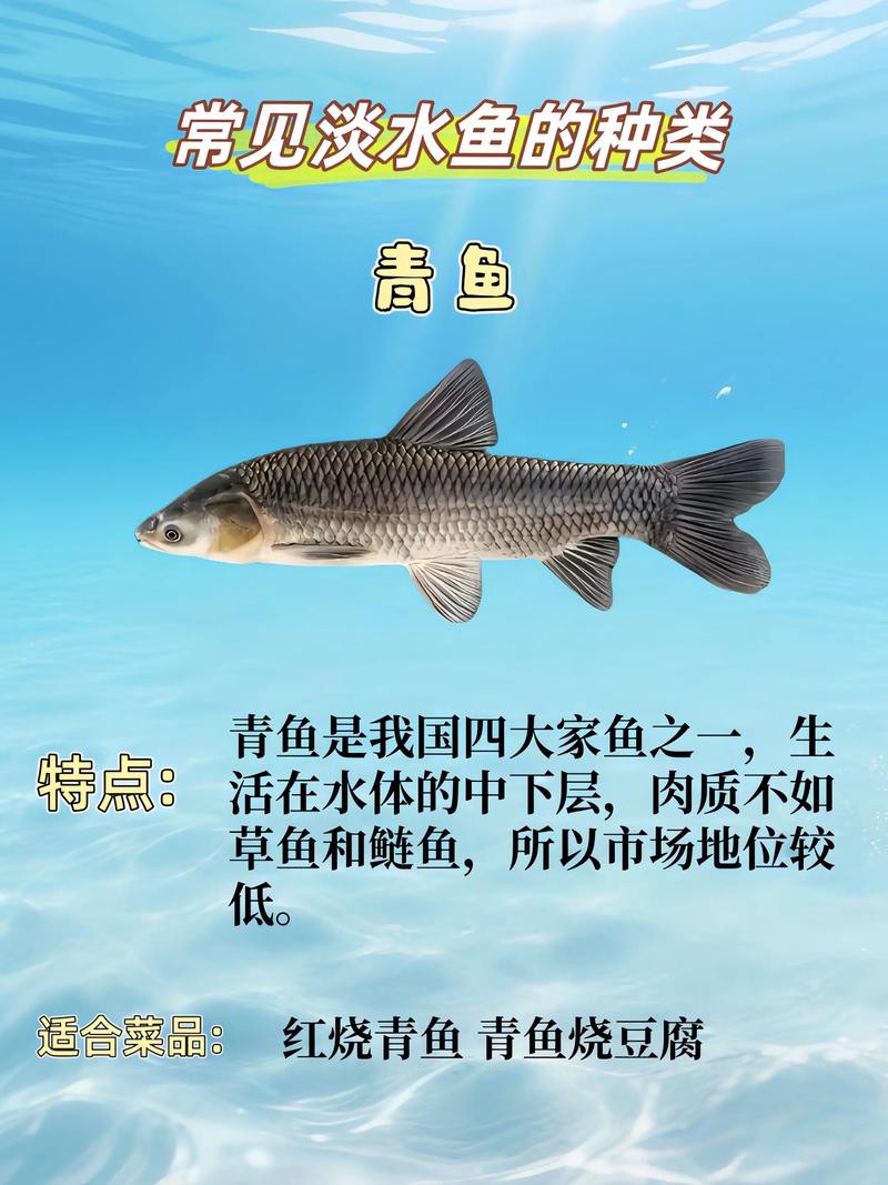 淡水魚種類大全圖片【《淡水魚種類大全圖片》全面展示豐富多樣的淡水魚類資源】