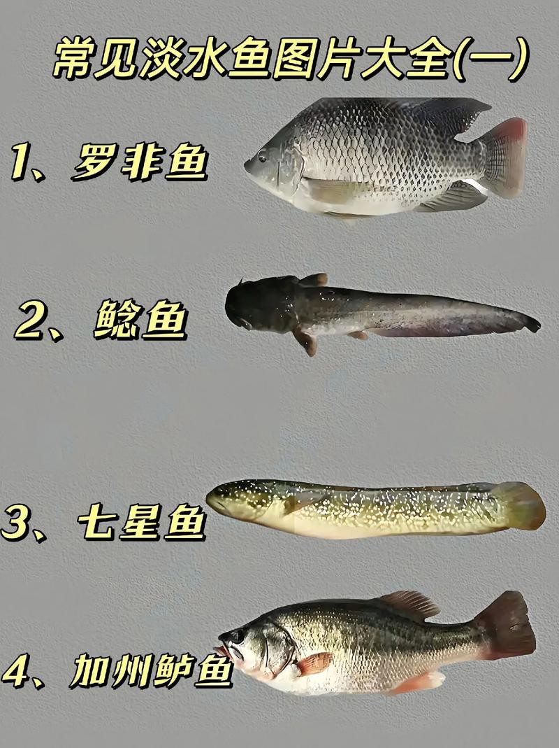 淡水魚種類大全圖片【《淡水魚種類大全圖片》全面展示豐富多樣的淡水魚類資源】