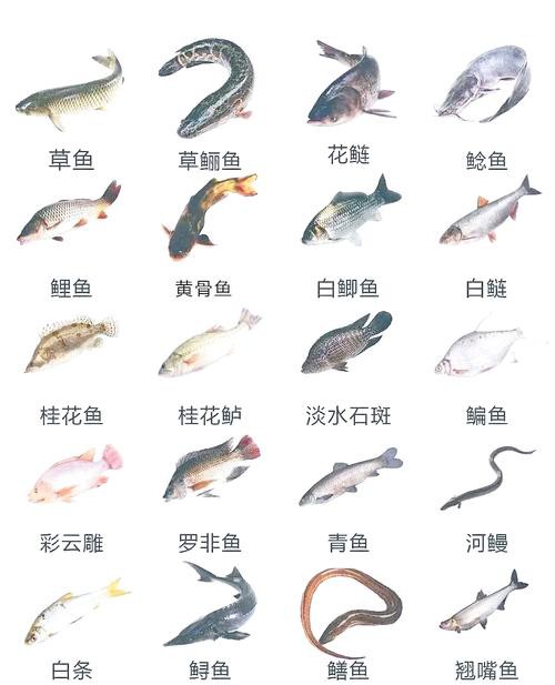 淡水魚種類大全圖片【《淡水魚種類大全圖片》全面展示豐富多樣的淡水魚類資源】