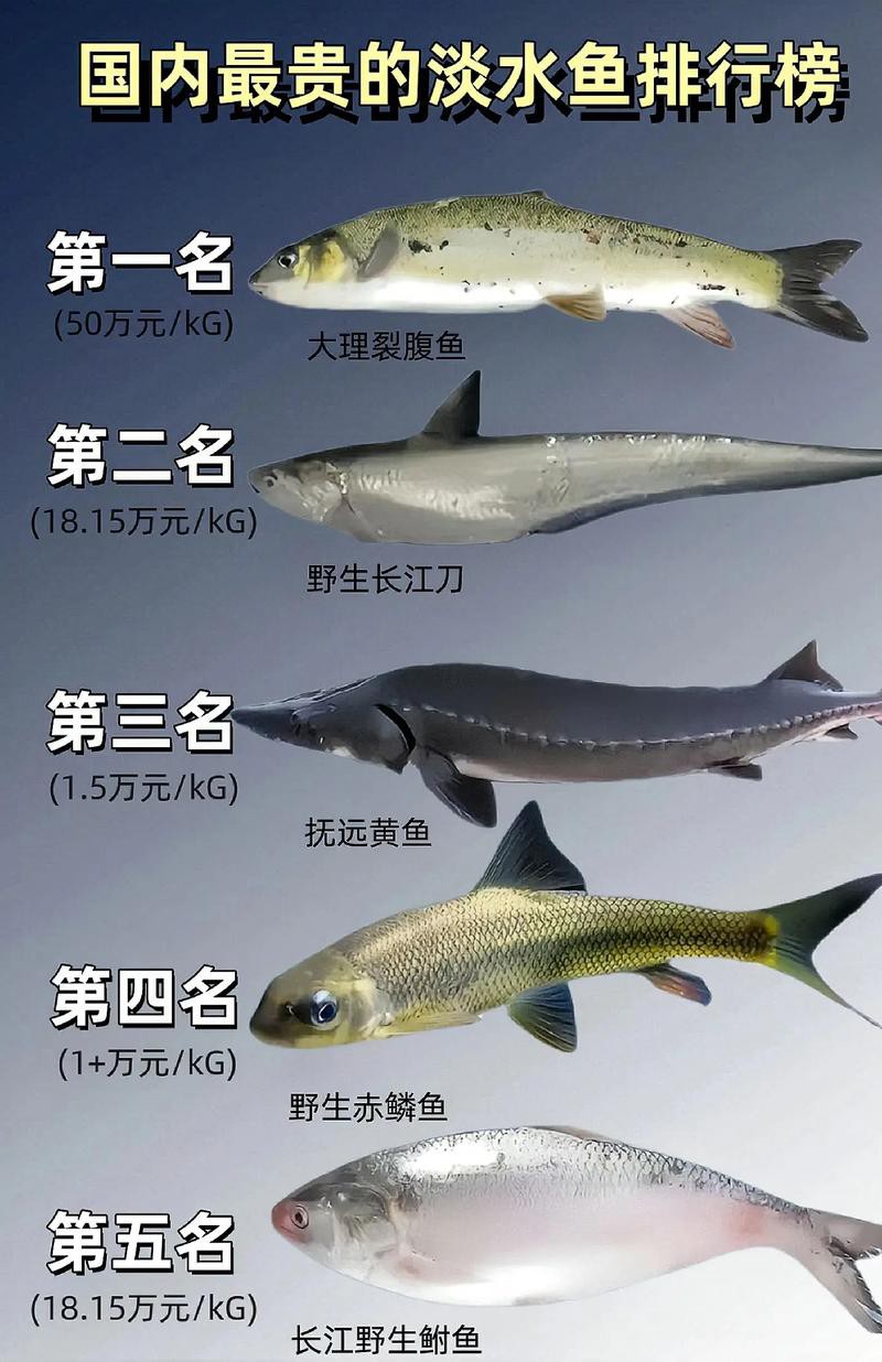 淡水魚種類大全圖片【《淡水魚種類大全圖片》全面展示豐富多樣的淡水魚類資源】
