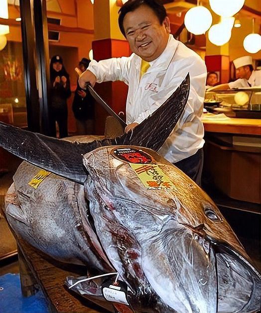 世界上最貴的魚品種【世界上最昂貴的魚類】 世界上最貴的魚品種【世界上最昂貴的魚類】 龍魚論壇 第1張