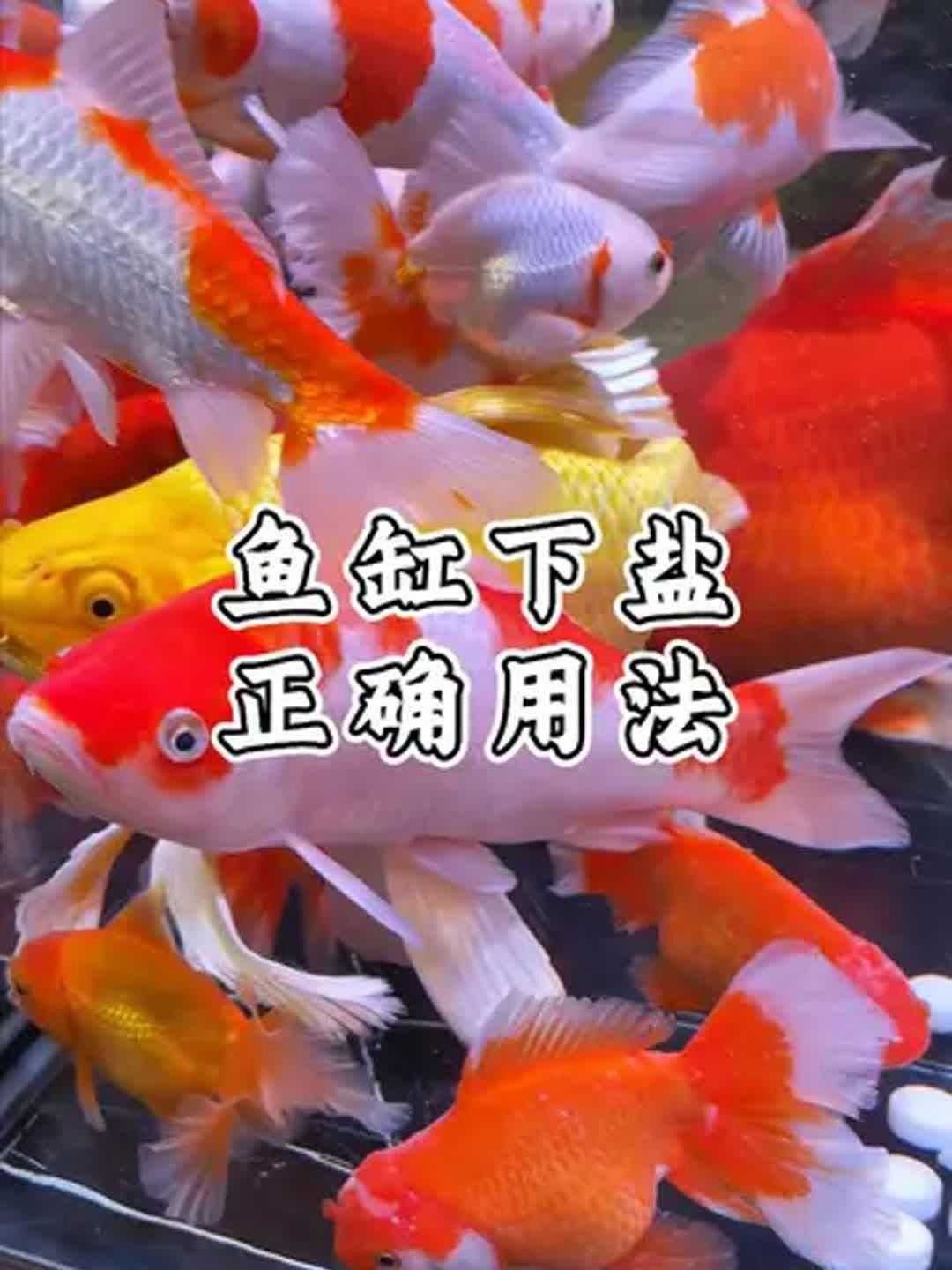 馬印水族魚缸鹽最簡單三個步驟【《馬印水族魚缸鹽最簡單三個步驟》】