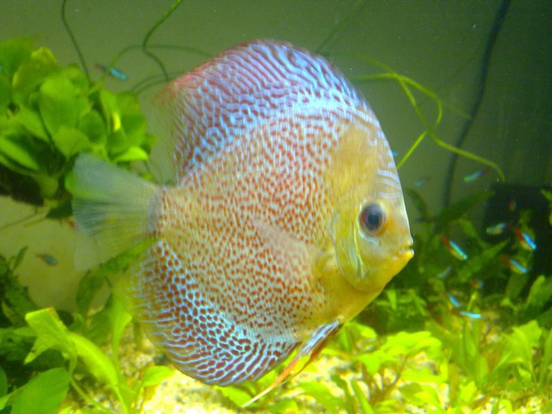 七彩魚的價格一般是多少【七彩神仙魚市場價格分析七彩神仙魚市場價格分析與選購指南】