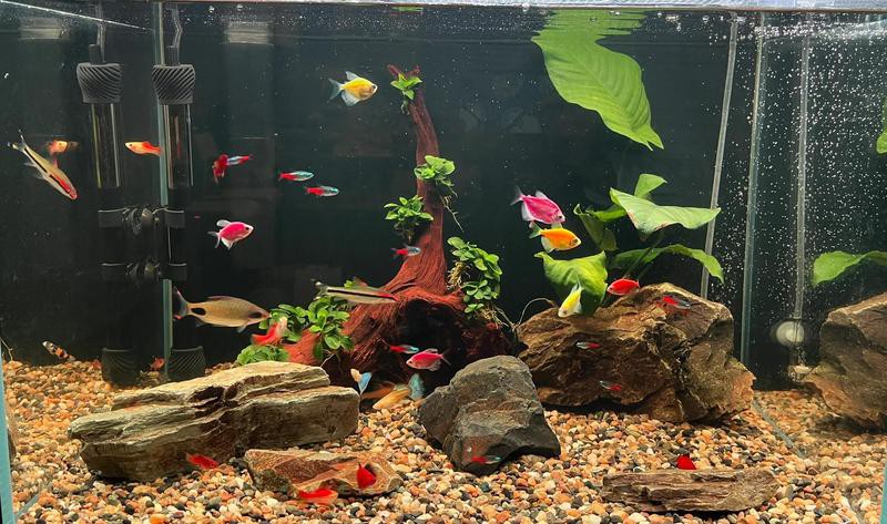 安澤水族店【安澤水族店哪家服務(wù)最好】