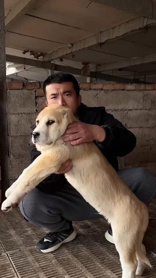 最純的中亞犬圖片【“最純的中亞犬圖片”聚焦于展現(xiàn)這一古老犬種的獨(dú)特魅力】