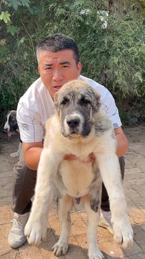 最純的中亞犬圖片【“最純的中亞犬圖片”聚焦于展現(xiàn)這一古老犬種的獨(dú)特魅力】