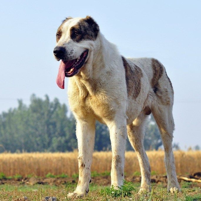 最純的中亞犬圖片【“最純的中亞犬圖片”聚焦于展現(xiàn)這一古老犬種的獨(dú)特魅力】