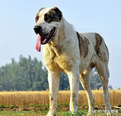 最純的中亞犬圖片【“最純的中亞犬圖片”聚焦于展現(xiàn)這一古老犬種的獨(dú)特魅力】