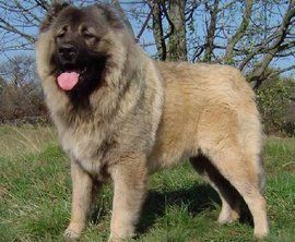 最純的中亞犬圖片【“最純的中亞犬圖片”聚焦于展現(xiàn)這一古老犬種的獨(dú)特魅力】