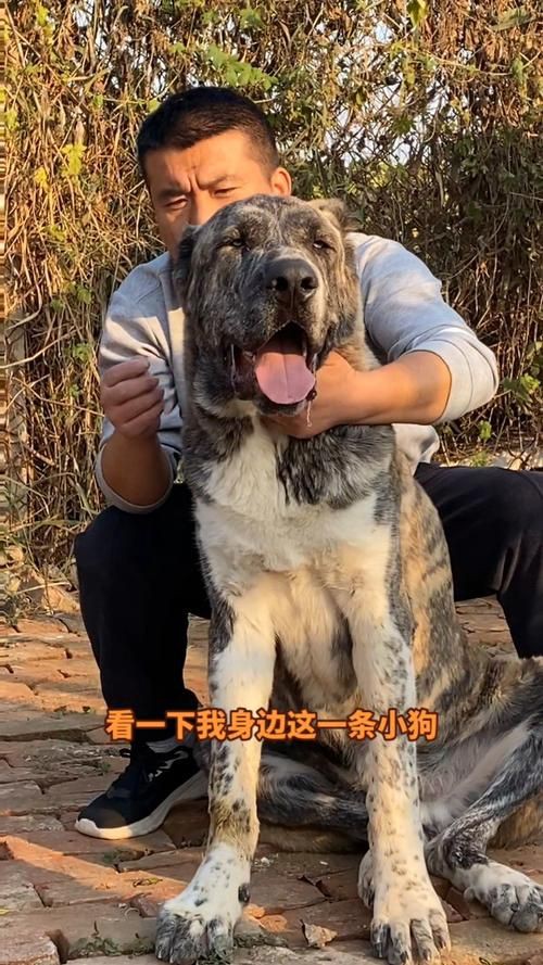 最純的中亞犬圖片【“最純的中亞犬圖片”聚焦于展現(xiàn)這一古老犬種的獨(dú)特魅力】