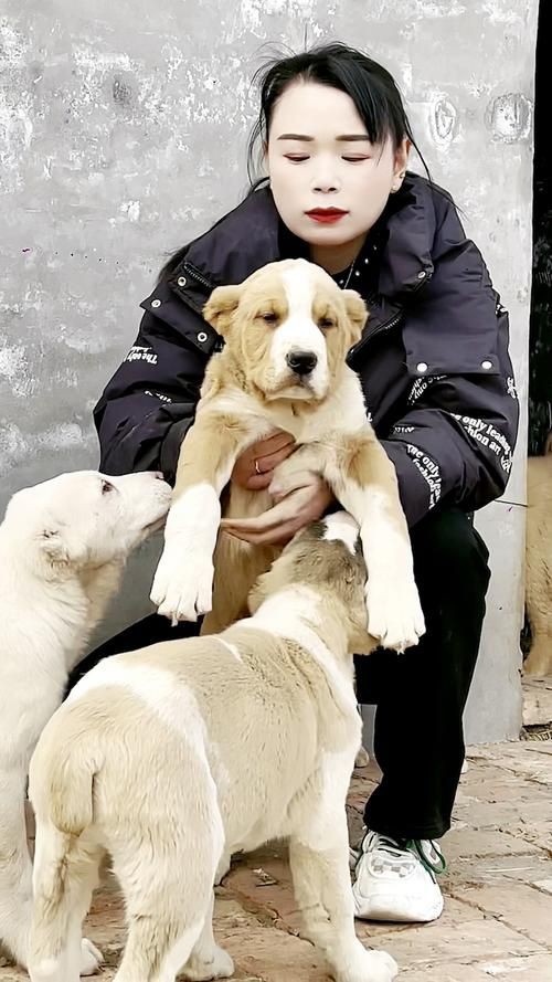 最純的中亞犬圖片【“最純的中亞犬圖片”聚焦于展現(xiàn)這一古老犬種的獨(dú)特魅力】