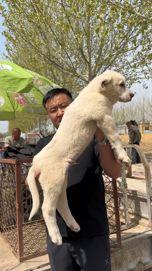 最純的中亞犬圖片【“最純的中亞犬圖片”聚焦于展現(xiàn)這一古老犬種的獨(dú)特魅力】