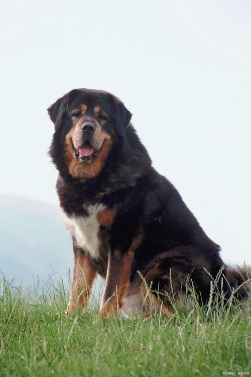 最純的中亞犬圖片【“最純的中亞犬圖片”聚焦于展現(xiàn)這一古老犬種的獨(dú)特魅力】