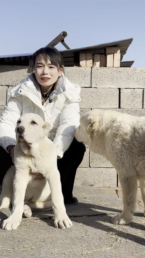 最純的中亞犬圖片【“最純的中亞犬圖片”聚焦于展現(xiàn)這一古老犬種的獨(dú)特魅力】