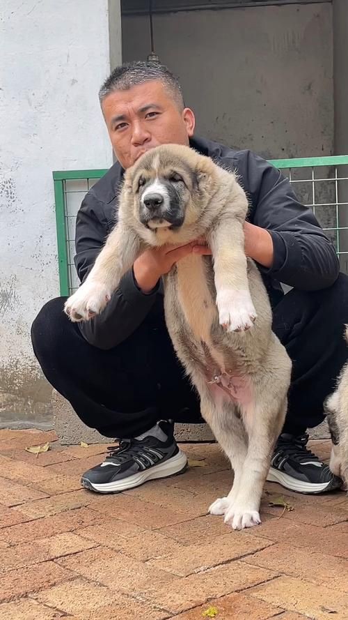 最純的中亞犬圖片【“最純的中亞犬圖片”聚焦于展現(xiàn)這一古老犬種的獨(dú)特魅力】