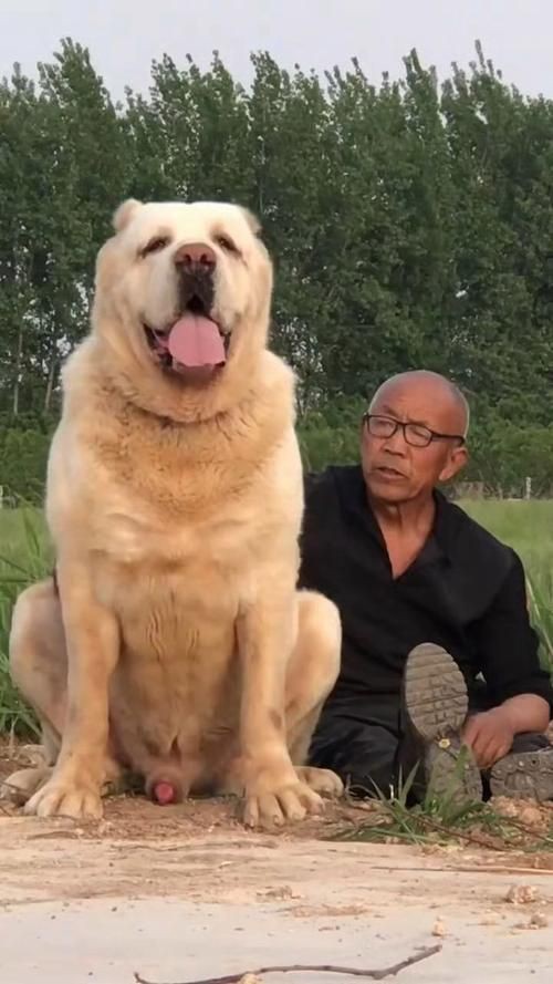 最純的中亞犬圖片【“最純的中亞犬圖片”聚焦于展現這一古老犬種的獨特魅力】