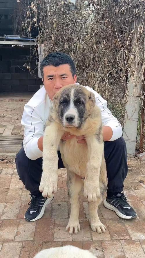 最純的中亞犬圖片【“最純的中亞犬圖片”聚焦于展現(xiàn)這一古老犬種的獨(dú)特魅力】