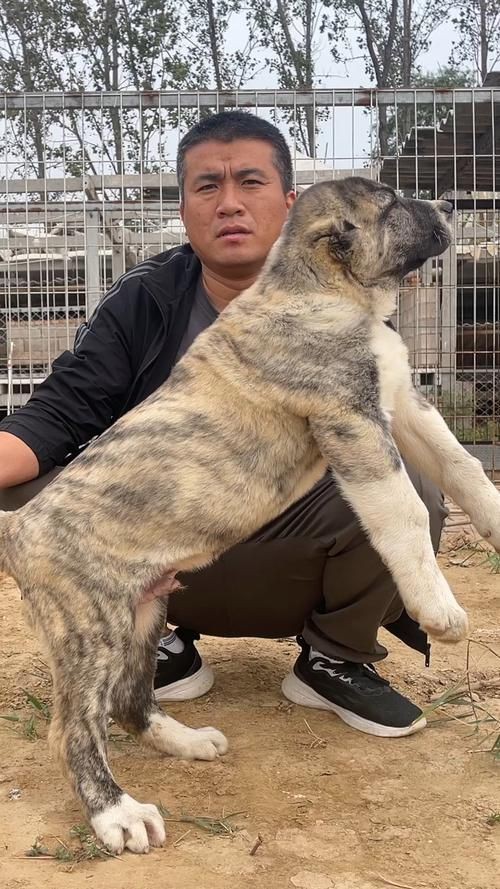 最純的中亞犬圖片【“最純的中亞犬圖片”聚焦于展現(xiàn)這一古老犬種的獨(dú)特魅力】