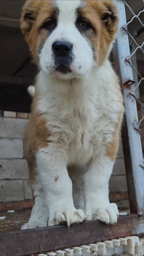 最純的中亞犬圖片【“最純的中亞犬圖片”聚焦于展現這一古老犬種的獨特魅力】