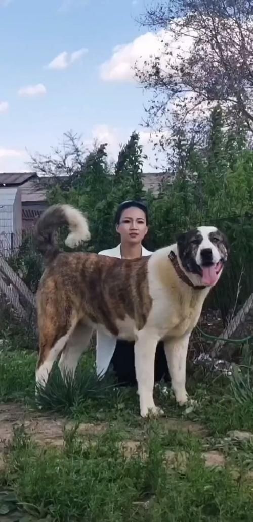 最純的中亞犬圖片【“最純的中亞犬圖片”聚焦于展現(xiàn)這一古老犬種的獨(dú)特魅力】