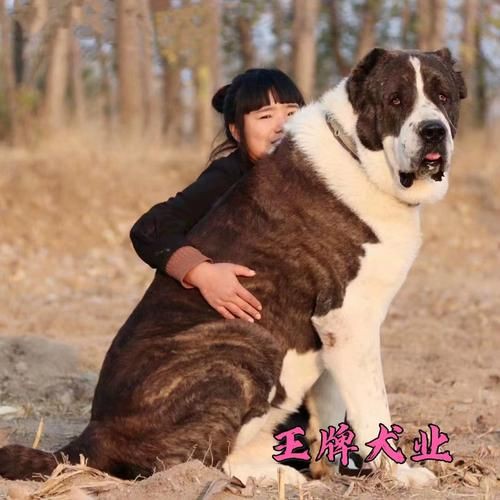 最純的中亞犬圖片【“最純的中亞犬圖片”聚焦于展現(xiàn)這一古老犬種的獨(dú)特魅力】