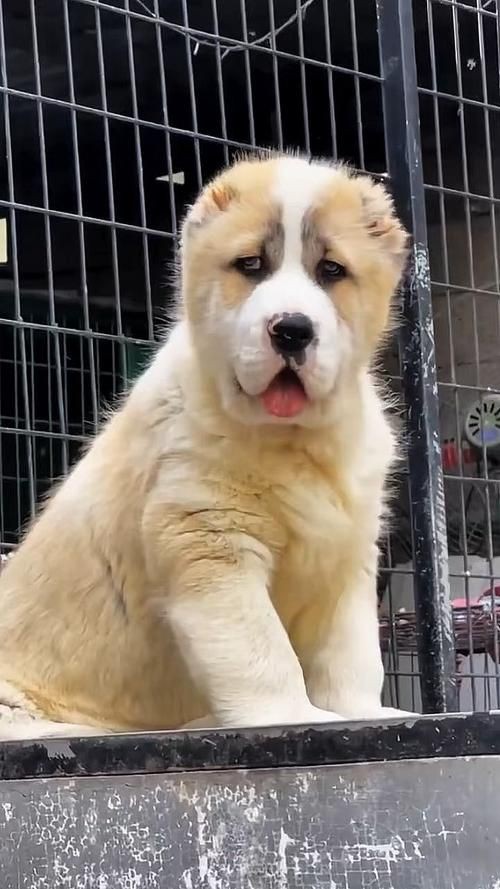 最純的中亞犬圖片【“最純的中亞犬圖片”聚焦于展現(xiàn)這一古老犬種的獨(dú)特魅力】