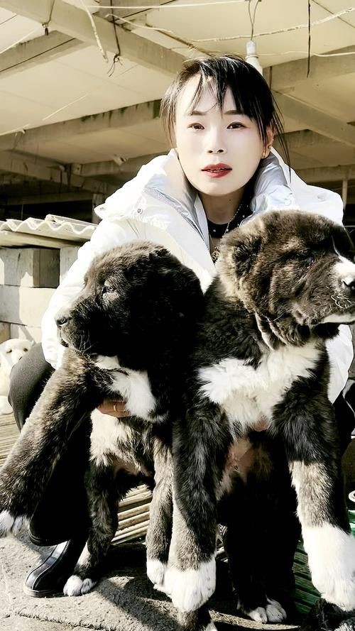 最純的中亞犬圖片【“最純的中亞犬圖片”聚焦于展現(xiàn)這一古老犬種的獨(dú)特魅力】