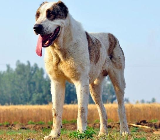 最純的中亞犬圖片【“最純的中亞犬圖片”聚焦于展現(xiàn)這一古老犬種的獨(dú)特魅力】