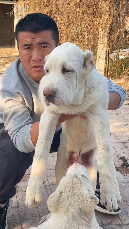 最純的中亞犬圖片【“最純的中亞犬圖片”聚焦于展現(xiàn)這一古老犬種的獨(dú)特魅力】