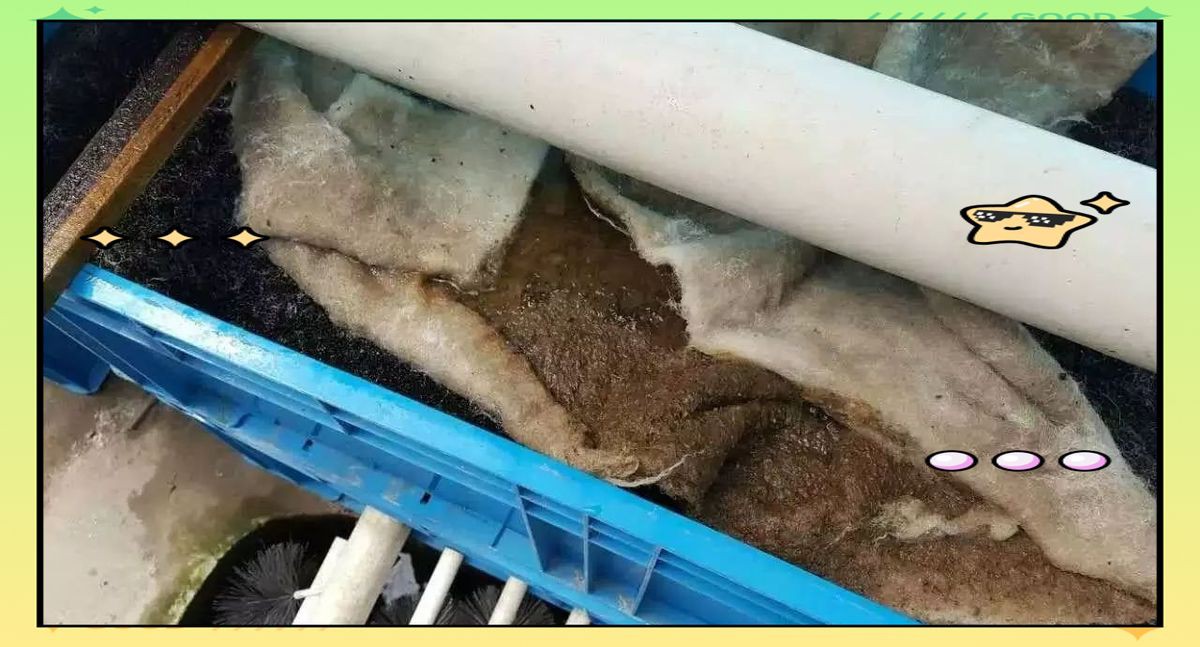 錦鯉最建議買的5種濾材【錦鯉養殖技術——錦鯉池過濾】 龍魚百科 第15張 錦鯉最建議買的5種濾材【錦鯉養殖技術——錦鯉池過濾】 錦鯉最建議買的5種濾材【錦鯉養殖技術——錦鯉池過濾】 龍魚百科 第15張