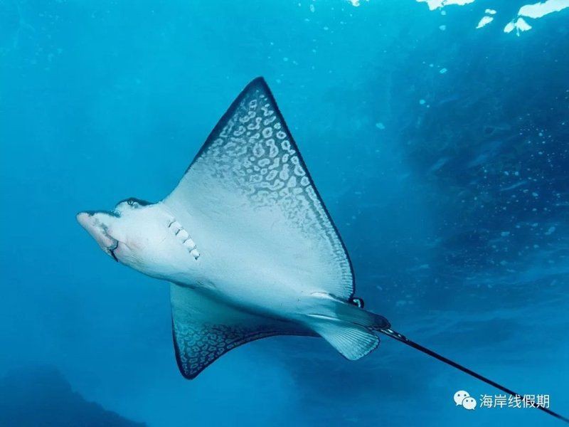 馬爾代夫鰩魚最害怕三個東西【馬爾代夫有哪些可以喂魔鬼魚的島嶼】