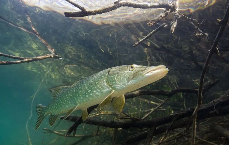 東北狗魚學名叫什么魚【東北狗魚學名為黑斑狗魚，屬于狗魚科、狗魚屬淡水魚類】