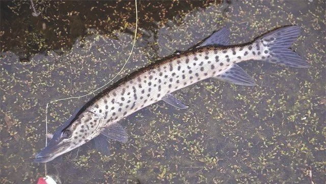東北狗魚學名叫什么魚【東北狗魚學名為黑斑狗魚，屬于狗魚科、狗魚屬淡水魚類】