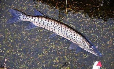 東北狗魚學名叫什么魚【東北狗魚學名為黑斑狗魚，屬于狗魚科、狗魚屬淡水魚類】