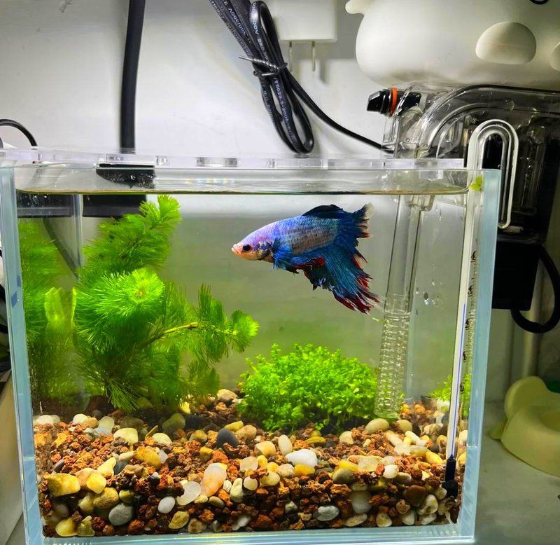 荊門魚缸店【荊門市掇刀區(qū)永恒水族經(jīng)營部免換水博雅生態(tài)魚缸——】