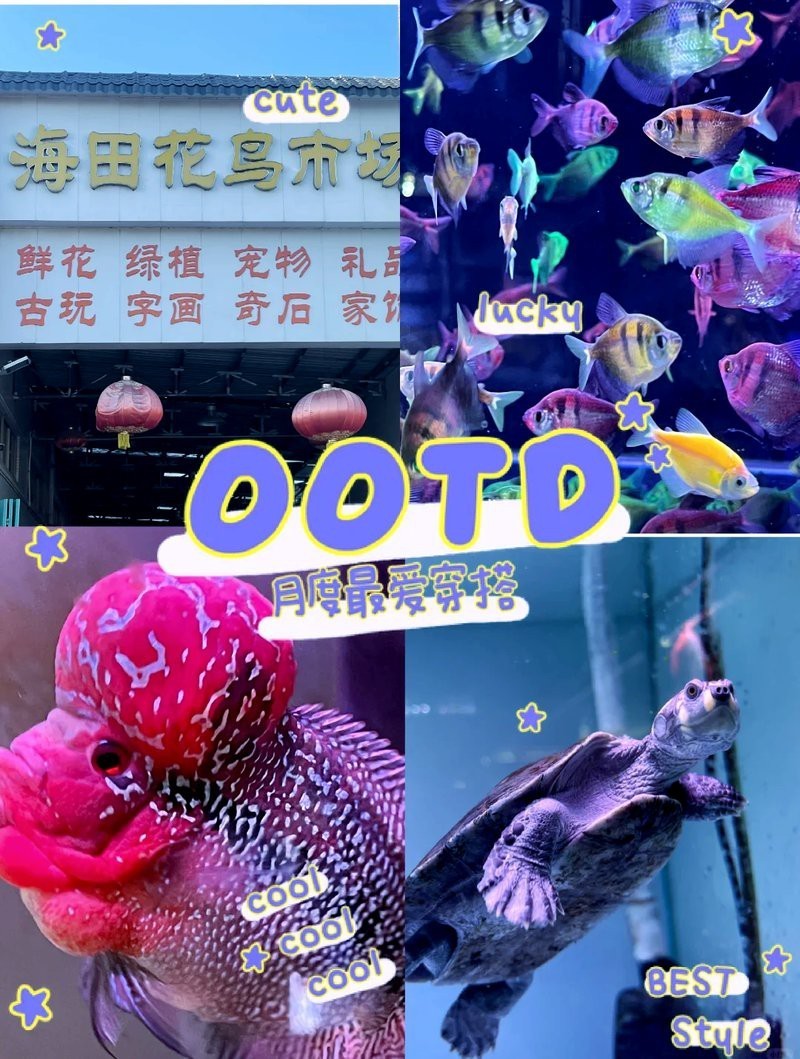 昌樂水族店【探秘美妝昌樂縣瀚海水族館哪個口碑最好瀚海水族館怎么樣】 昌樂水族店【探秘美妝昌樂縣瀚海水族館哪個口碑最好瀚海水族館怎么樣】 全國水族館企業名錄 第7張