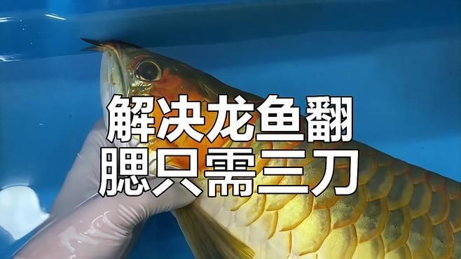 如何預防龍魚翻鰓的發生？【金龍全民小視頻01:33龍魚翻鰓原因及預防措施】