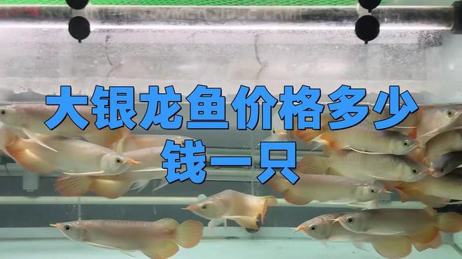 40公分銀龍多少錢一條【銀龍魚一條多少錢】 40公分銀龍多少錢一條【銀龍魚一條多少錢】 龍魚論壇 第4張