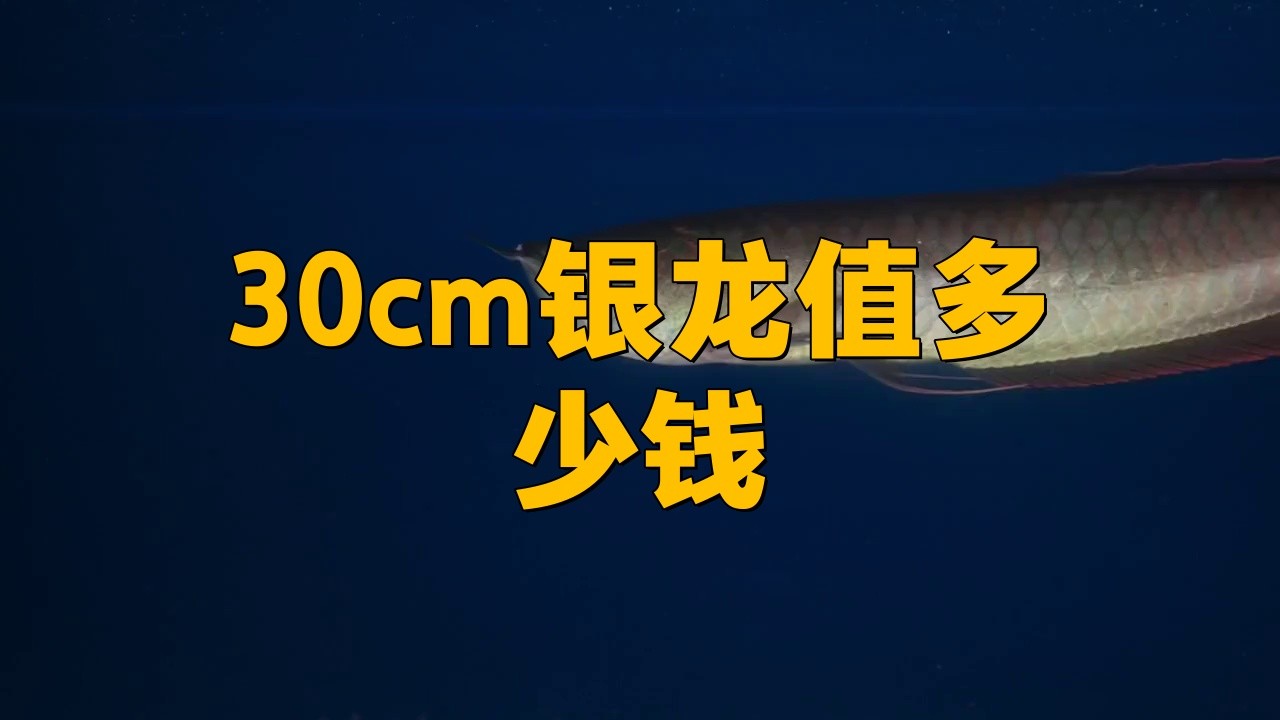 40公分銀龍多少錢一條【銀龍魚一條多少錢】