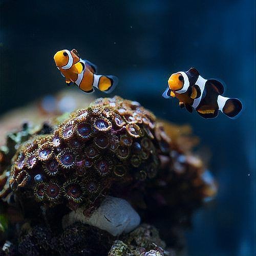 沒(méi)有海水怎么養(yǎng)海水魚【《沒(méi)有海水怎么養(yǎng)海水魚》】 沒(méi)有海水怎么養(yǎng)海水魚【《沒(méi)有海水怎么養(yǎng)海水魚》】 龍魚百科 第2張