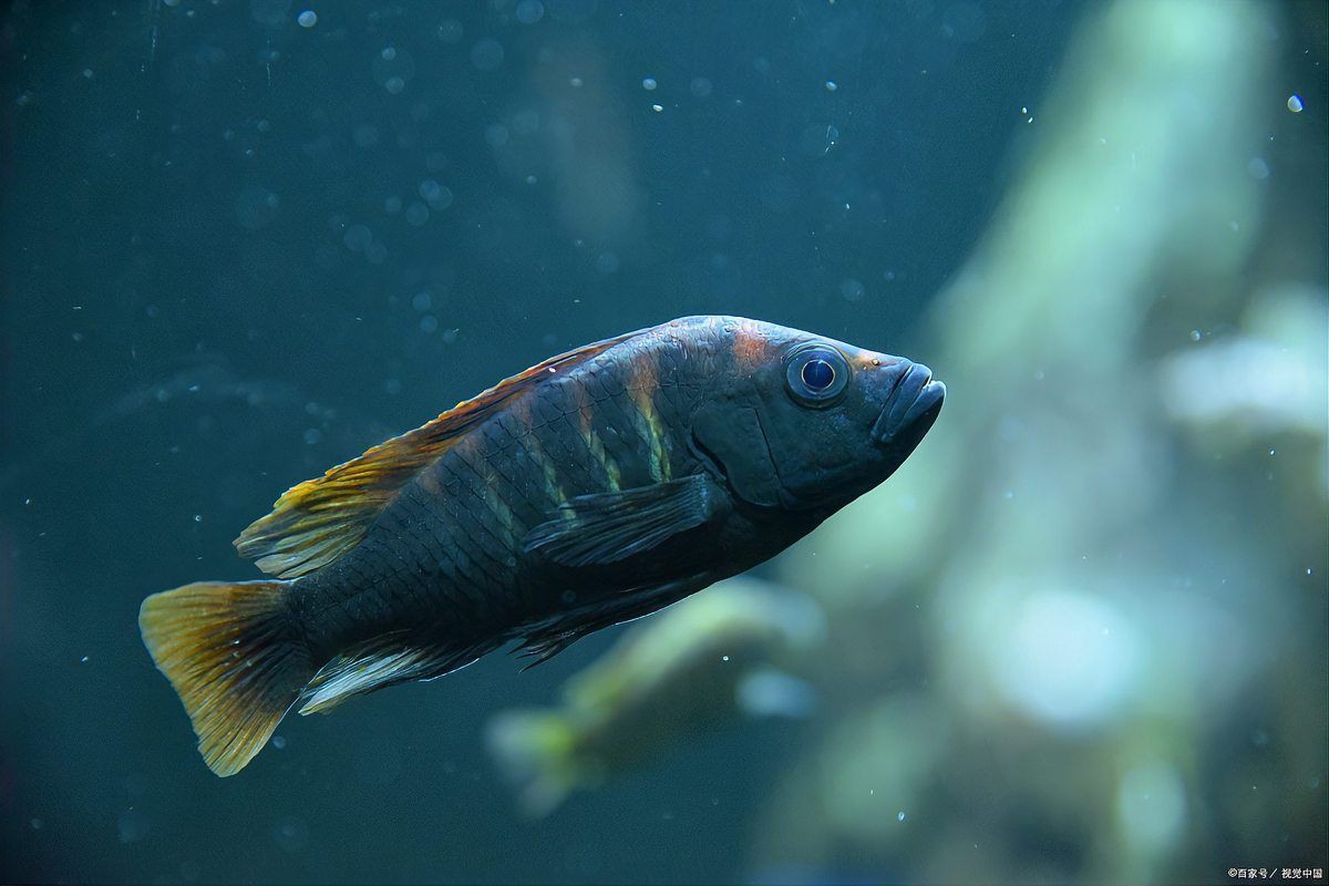 沒(méi)有海水怎么養(yǎng)海水魚【《沒(méi)有海水怎么養(yǎng)海水魚》】 沒(méi)有海水怎么養(yǎng)海水魚【《沒(méi)有海水怎么養(yǎng)海水魚》】 龍魚百科 第3張
