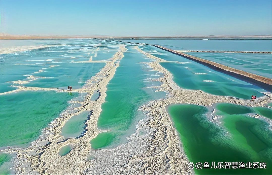 沒(méi)有海水怎么養(yǎng)海水魚【《沒(méi)有海水怎么養(yǎng)海水魚》】 沒(méi)有海水怎么養(yǎng)海水魚【《沒(méi)有海水怎么養(yǎng)海水魚》】 龍魚百科 第1張